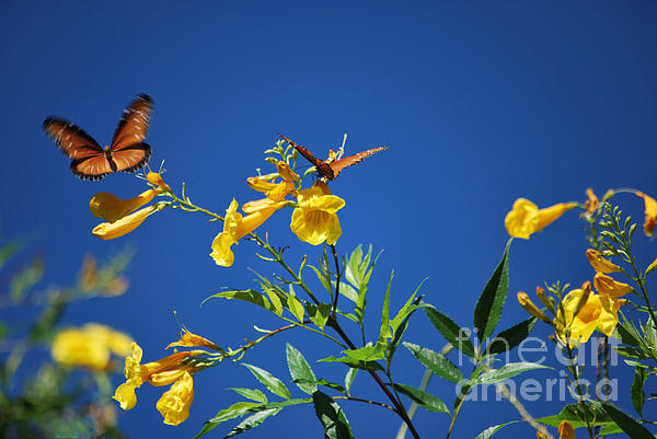 Butterfly In The Sonoran Desert Musuem by Donna Van Vlack