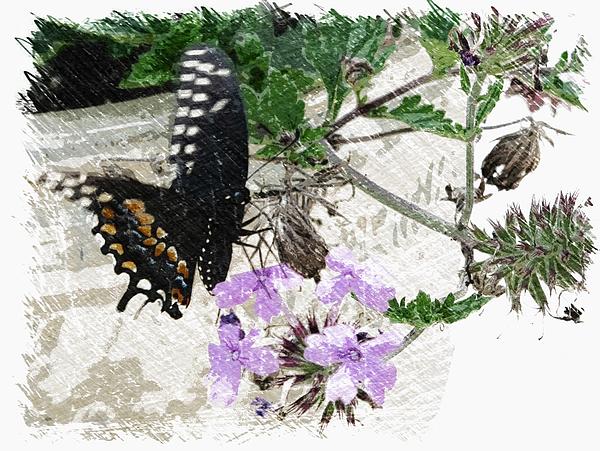 David Smith - Butterfly Series Three