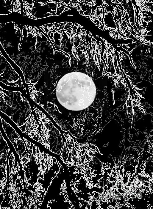 Barbara Henry - Bw Branches And Moon