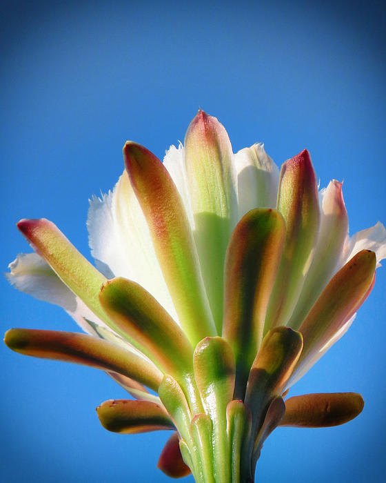 Diane Wood - Cactus Blossom Study