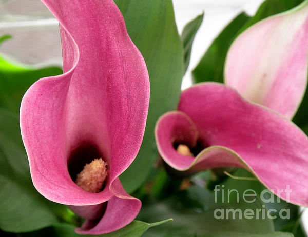 Lainie Wrightson - Calla Lilies in Pink