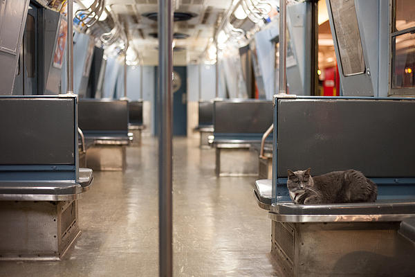 Lisa Futterman - Cat on the Subway