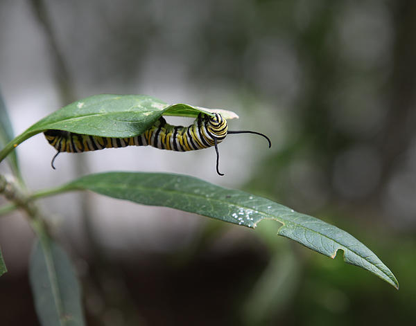Joseph G Holland - Caterpillar Munching 