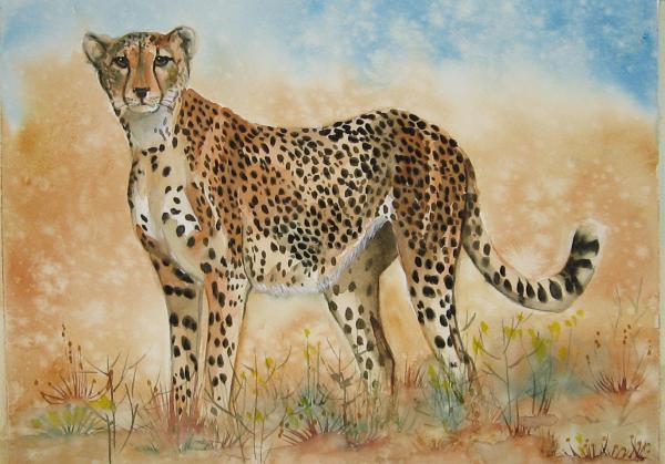 Cheetah by Gina Hall