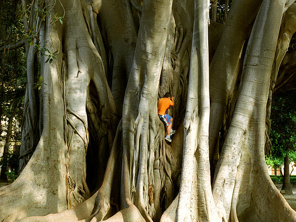P S - Child in Tree
