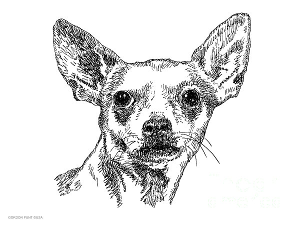 Chiwawa-portrait-drawing Greeting Card for Sale by Gordon Punt
