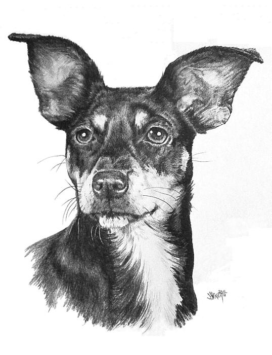 Chiweenie by Barbara Keith