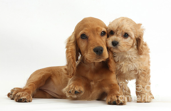 Cavapoo spaniel sales