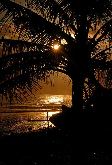 Lenroy Johnson - Coconut Tree Sunrise