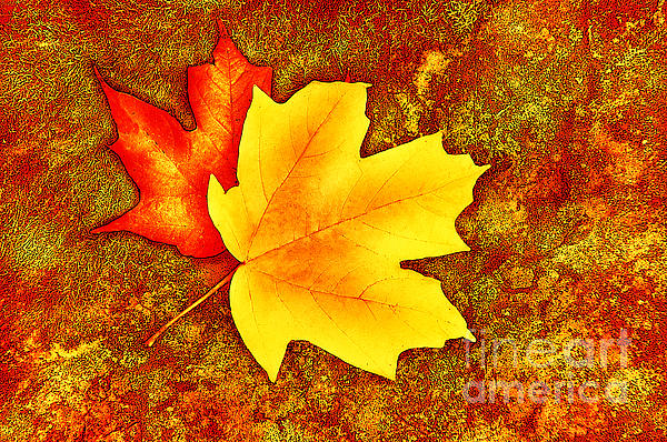 Cheryl Davis - Colorful Autumn Leaves