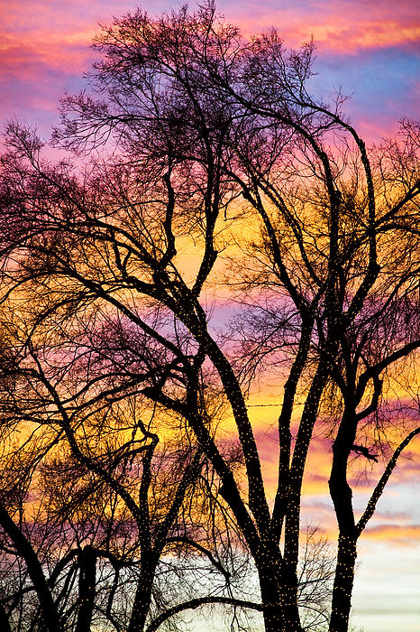 James BO Insogna - Colorful Silhouetted Trees 13
