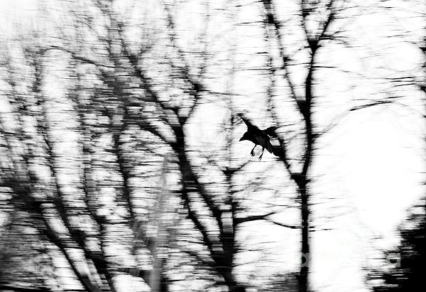 Dean Harte - Crow Blur
