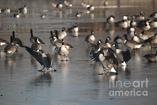 Dancing Geese 