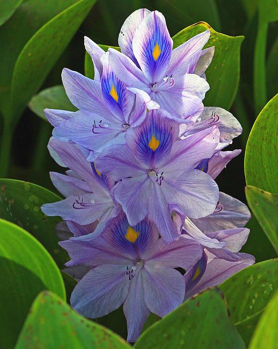 Larry Nieland - Delicate Water Hyacinth Bloom
