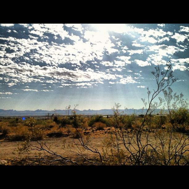 bubble #spider #nature #desert #awesome iPhone 12 Tough Case by Jennifer  OHarra - Instaprints