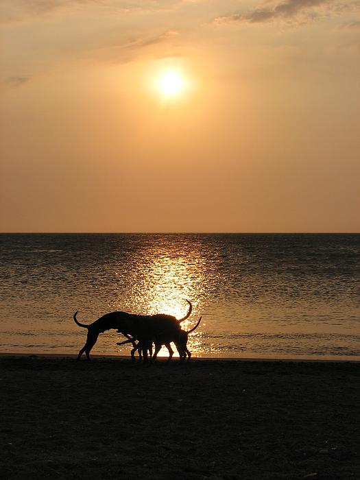 Gal Moran - Dogs at sunset
