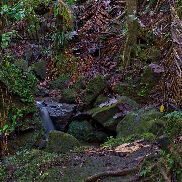 List 98+ Pictures El Yunque National Forest Photos Completed