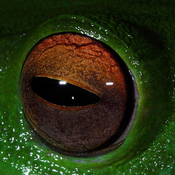 Bruce J Robinson - Eye Of The Frog