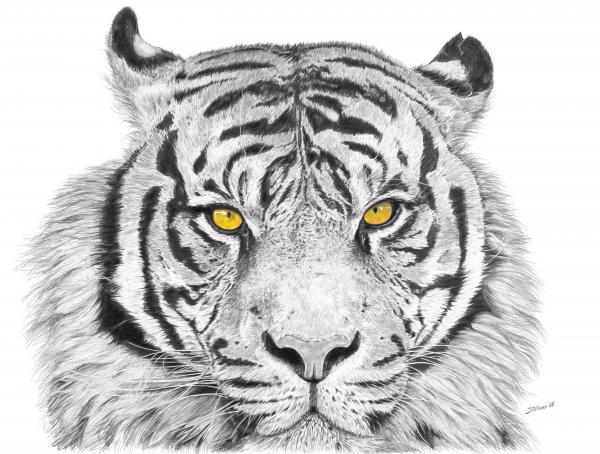 Eyes Of The Tiger by Shawn Stallings