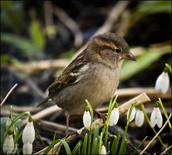 Andy Stuart - Female Sparrow