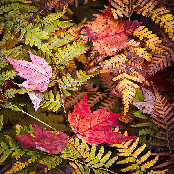 Neil Langdon - Ferns and Autumn Leaves