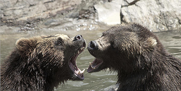 Yosi Cupano - fight Bears