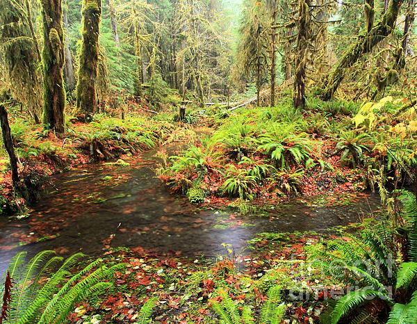 Swamp Forest Tapestry 