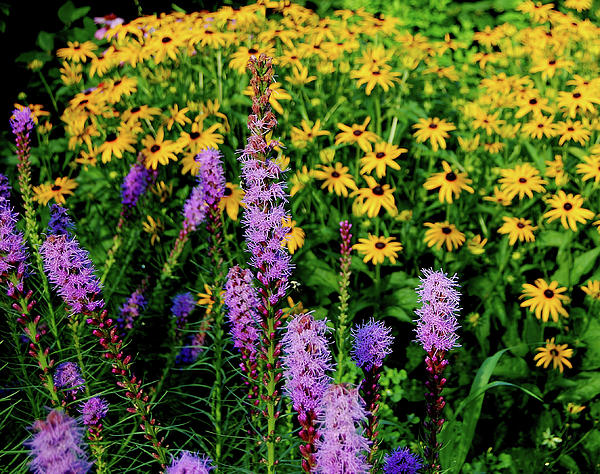 welsh flowers