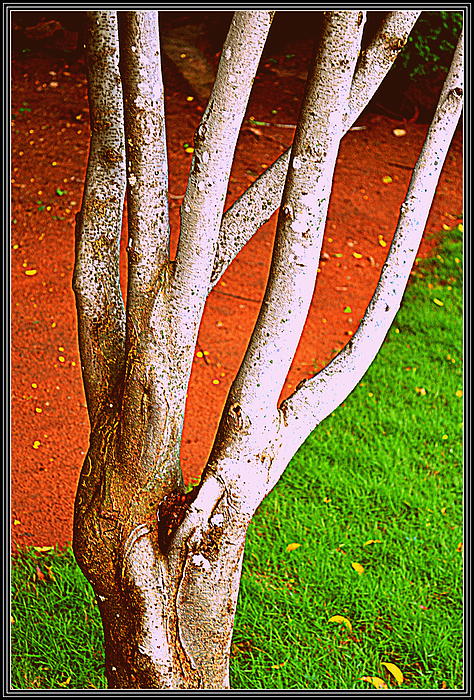 Anand Swaroop Manchiraju - Forms Of A Tree-8