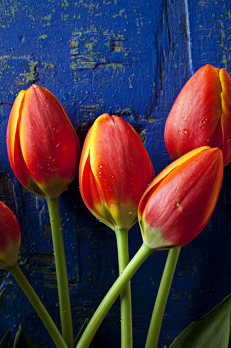 Garry Gay - Four orange tulips