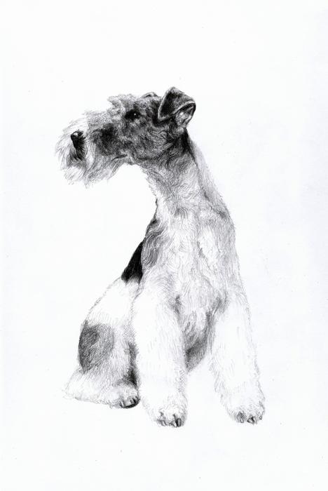 Fox Terrier Drawing