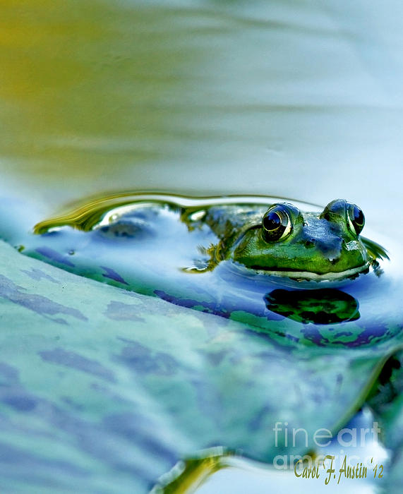 Carol F Austin - Frog in Pond