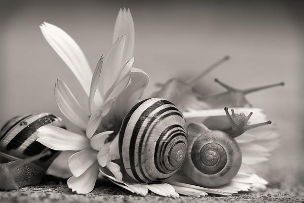Tracie Schiebel - Garden Snails On Gerbera Daisy Flower