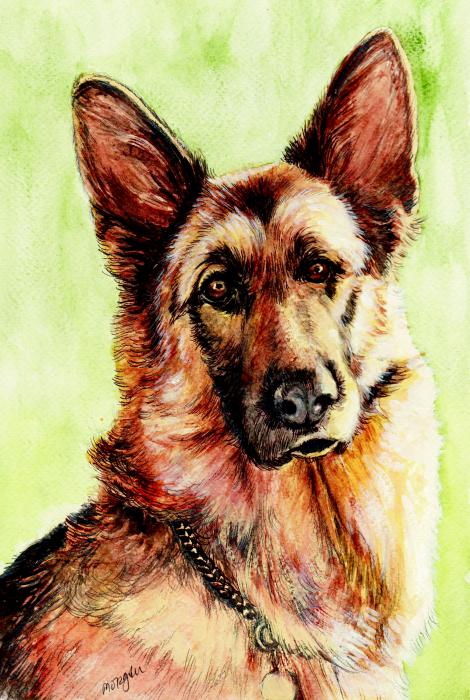 German Shepherd by Morgan Fitzsimons