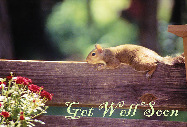 Get Well Soon print art Animals print art at