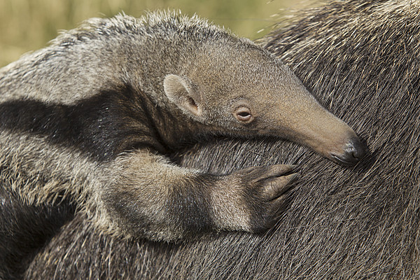  iPhone 13 Anteater T-Pose Tamandua Case : Cell Phones