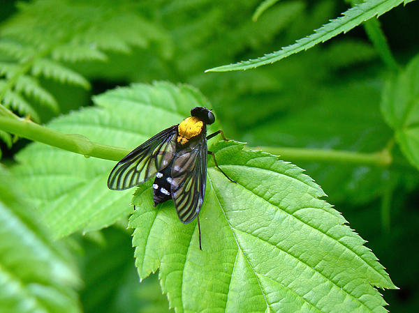 Carol Senske - Golden-backed Snipe Fly - Chrysopilus thoracicus