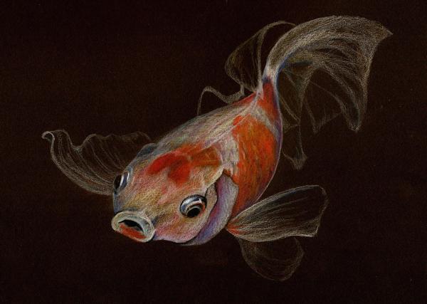 Goldfish by Heidi Kriel