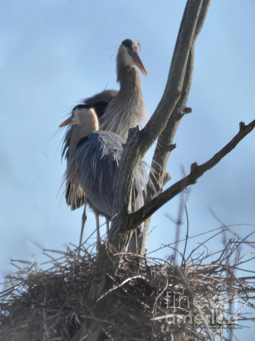 Ronald Grogan - Great Blue Heron Pair On Nest