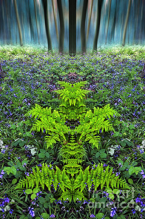 John Potter - Hagg Wood Bluebells and Ferns