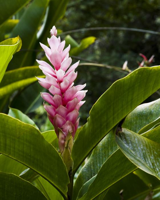 Hawaii Flora 10 by Charlie Osborn