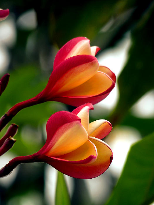 Stephen Saysell - Hawaiian Flower
