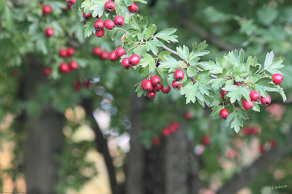 https://images.fineartamerica.com/images-medium/hemlock-berries-in-early-autumn-mick-anderson.jpg