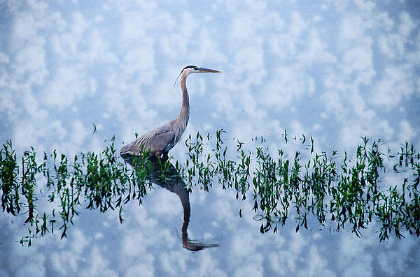 Crystal Wightman - Heron waiting for lunch