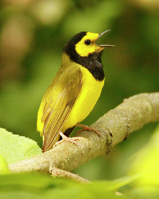 Hooded Warbler Singing by Kevin Shank Family