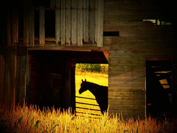 Joyce Kimble Smith - Horse in the Barn