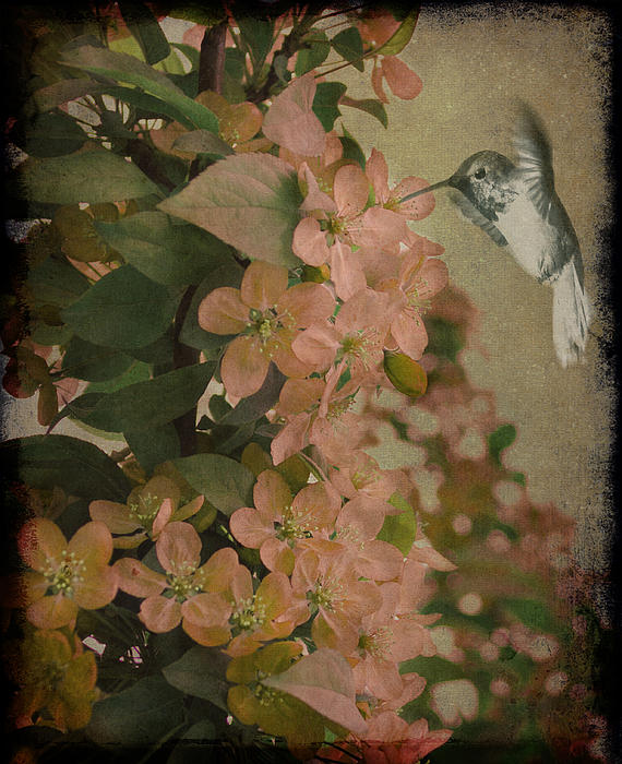 Marie Gale - Hummingbird