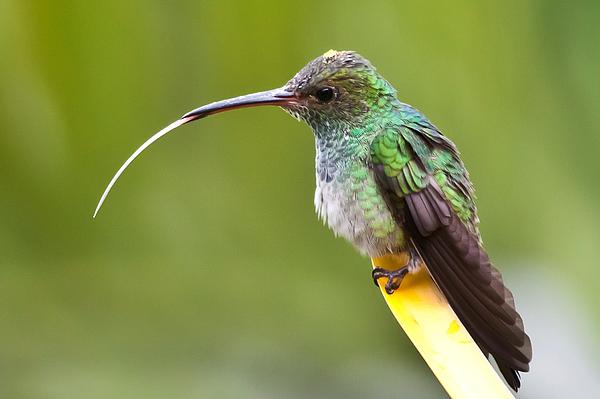 Craig Lapsley - Hummingbird with tongue sticking out 