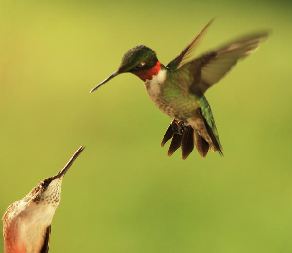 Hummingbird throws hot sale