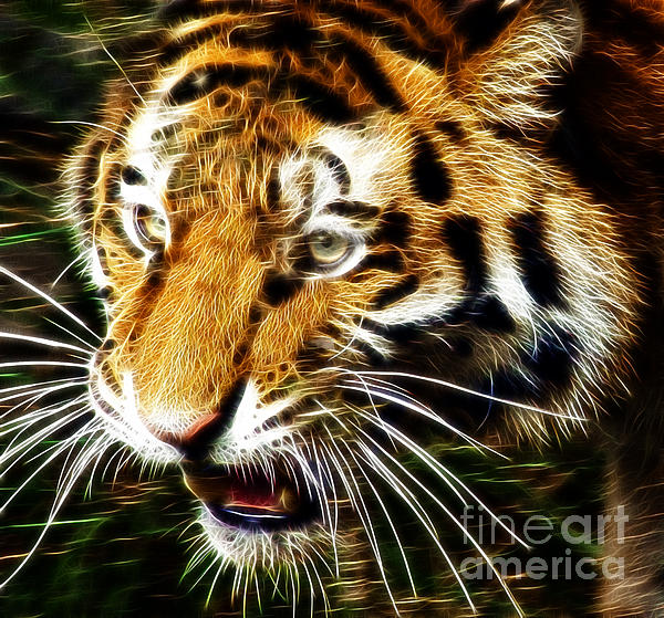 Darleen Stry - Hungry Tiger